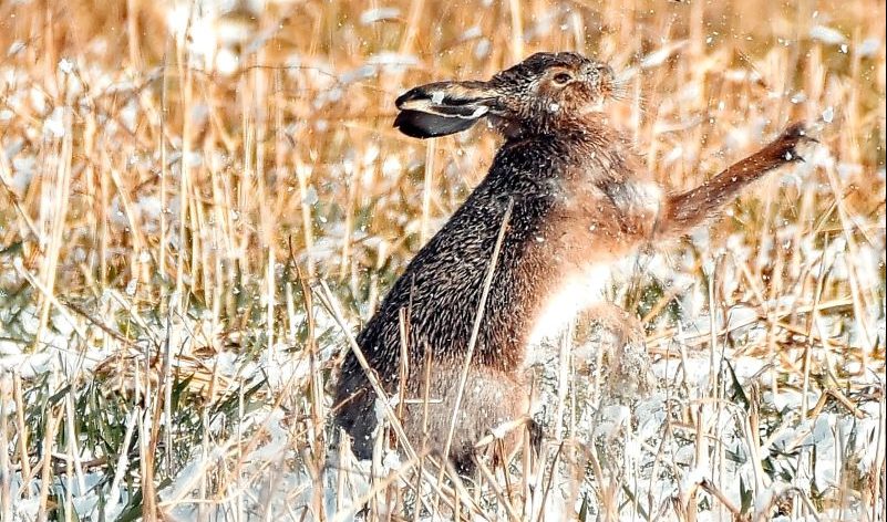 Ausschnitt eines Fotos: Feldhasen auf einem Feld, einer der Hasen springt durch die Luft. Foto von N. Mayr vom Landesjagdverband