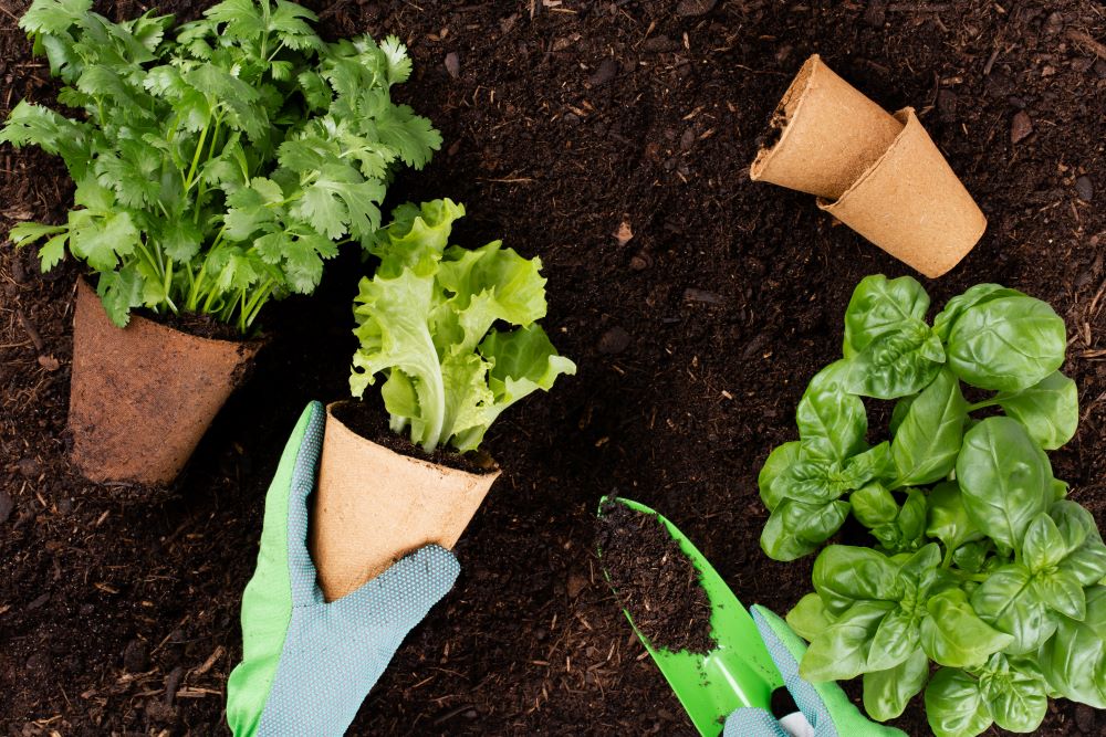 Kräuter und Salat werden in Erde eingepflanzt. Man sieht eine Hand mit Gartenhandschuh sowie eine kleine Schaufel