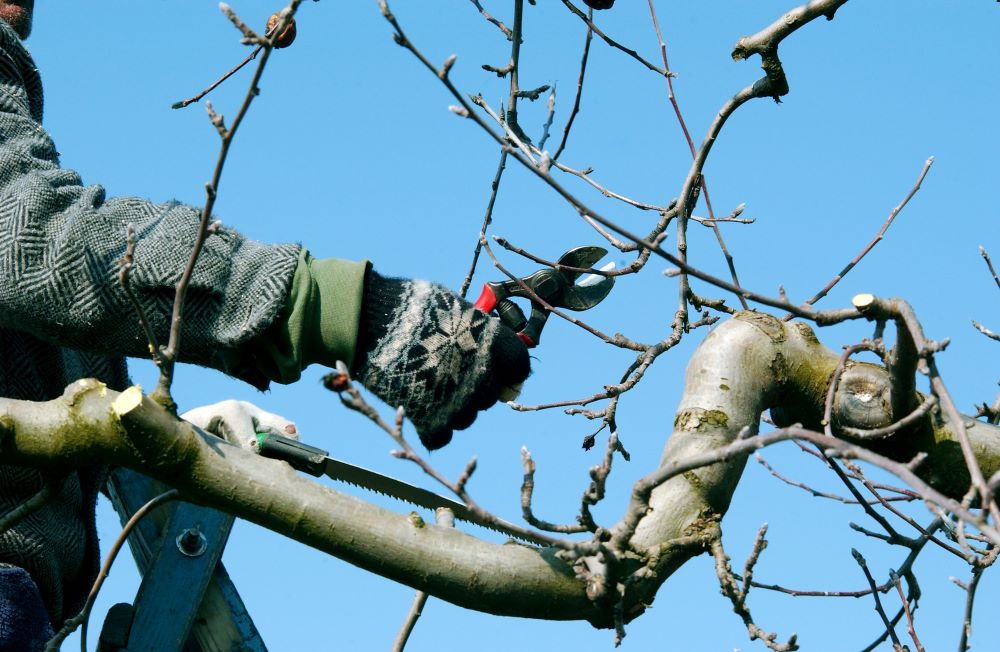 vor blauem Himmel ist eine Hand in Arbeitskleidung erkennbar, die mit einer Baumschere Äste von einem Baum schneidet.